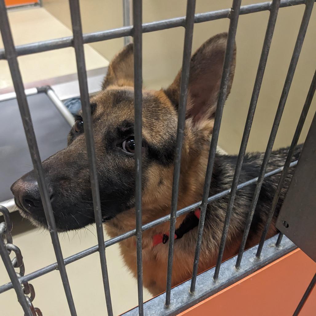 Maxwell (26-011), a Adoptable German Shepherd Dog in New Ringgold, PA image 3/6