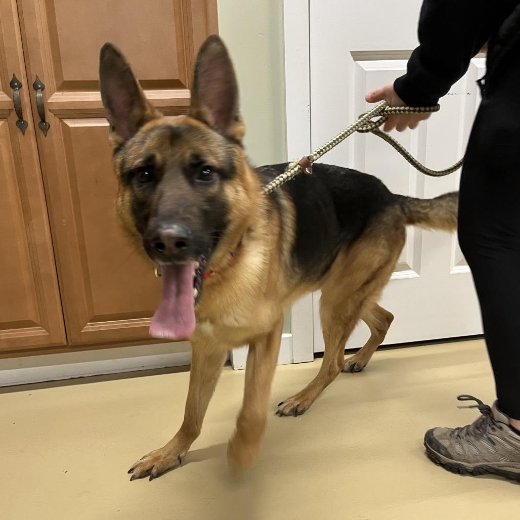 Maxwell (26-011), a Adoptable German Shepherd Dog in New Ringgold, PA image 4/6