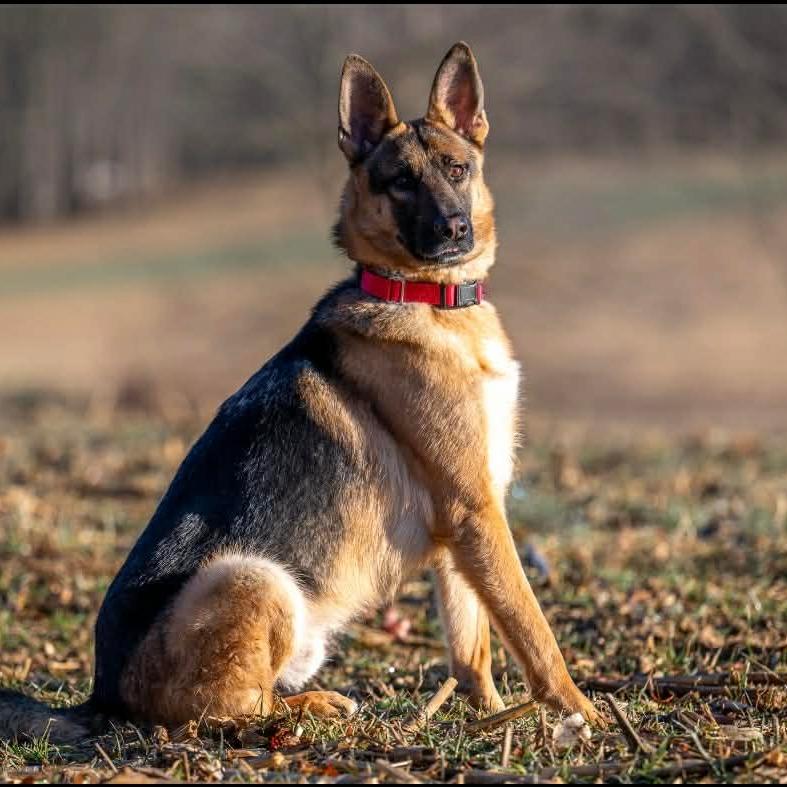 Maxwell (26-011), a Adoptable German Shepherd Dog in New Ringgold, PA image 5/6