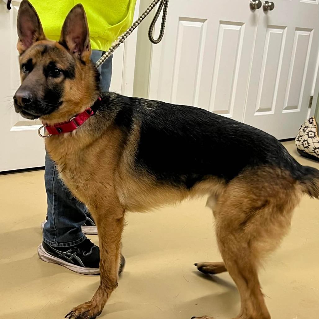 Maxwell (26-011), a Adoptable German Shepherd Dog in New Ringgold, PA image 6/6