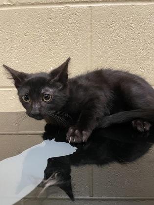 Enlarge Wallace, a Adoptable mixed breed in Sanford, FL image 1/1