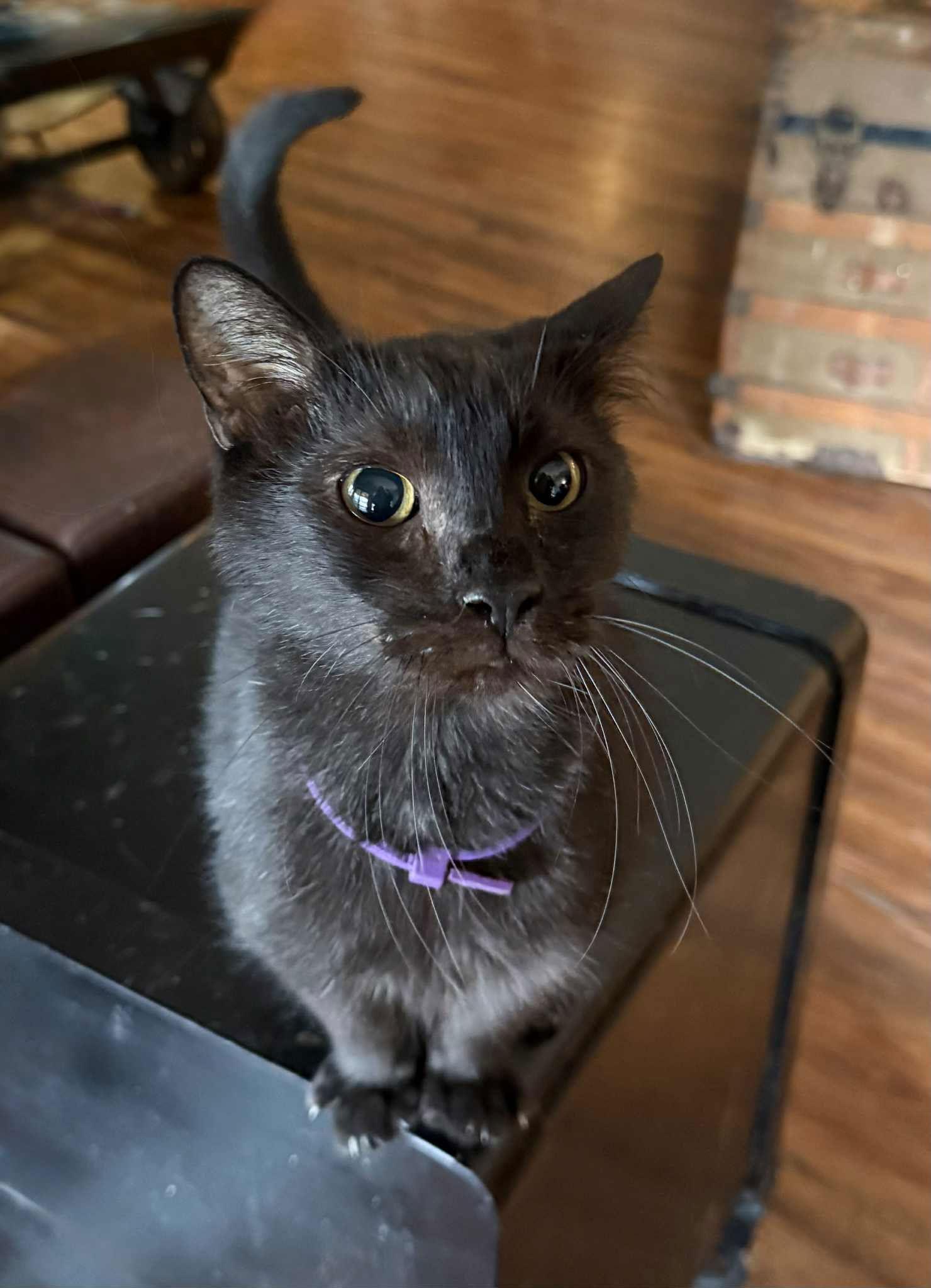 NUGGGET, Adoptable, Adult Male Domestic Short Hair.