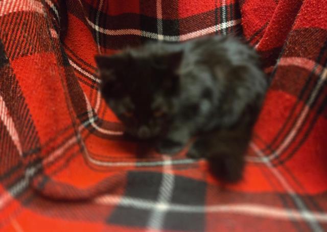 A1255899, Adoptable, Kitten Male Domestic Short Hair.