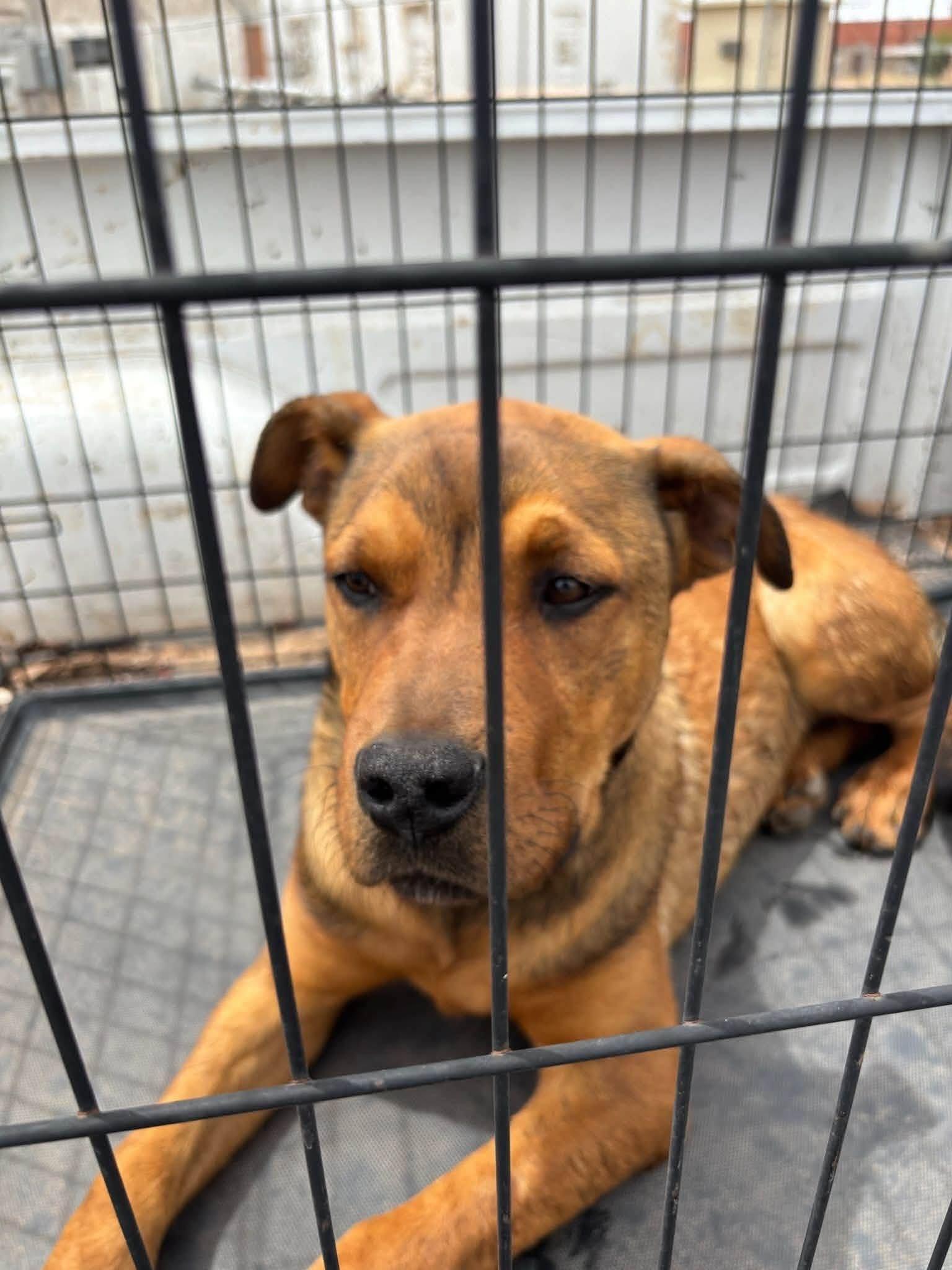Enlarge Bruno Mars, a ADOPTABLE mixed breed in Oregon, WI image 2/2