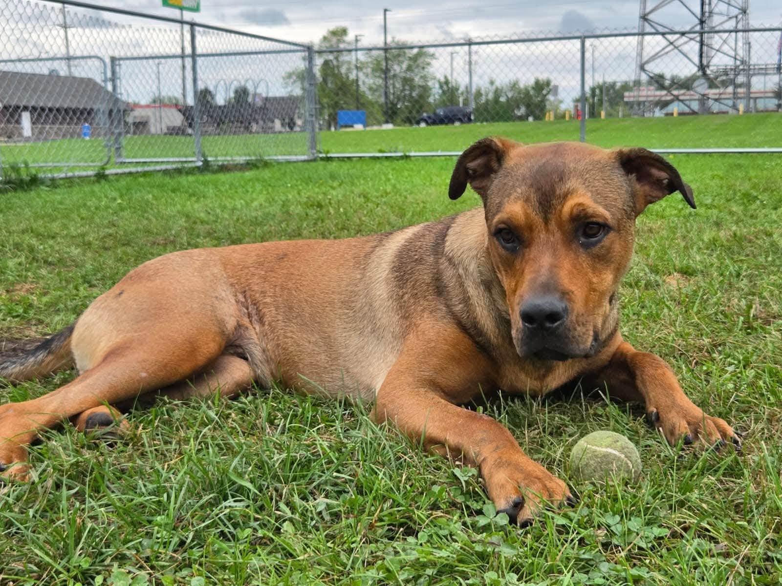 Enlarge Bruno Mars, a Adoptable mixed breed in Oregon, WI image 2/4