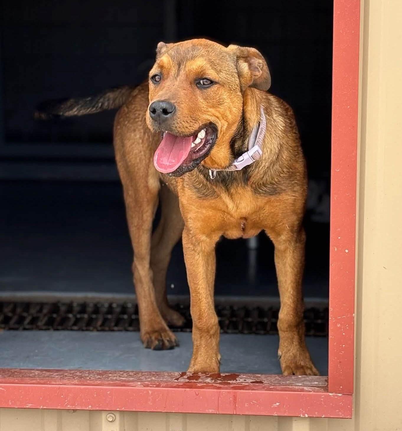Bruno Mars, ADOPTABLE, Young Male Hound.