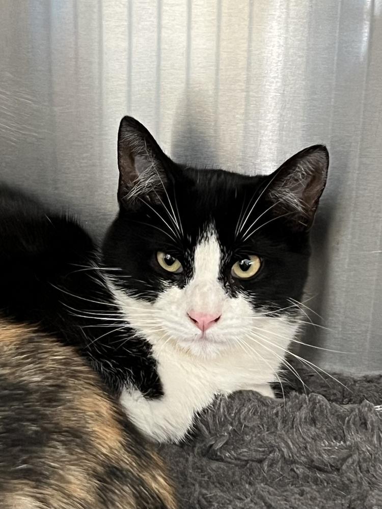 Enlarge Mo Mo, a Adoptable Domestic Short Hair in Oakdale, CA image 1/1