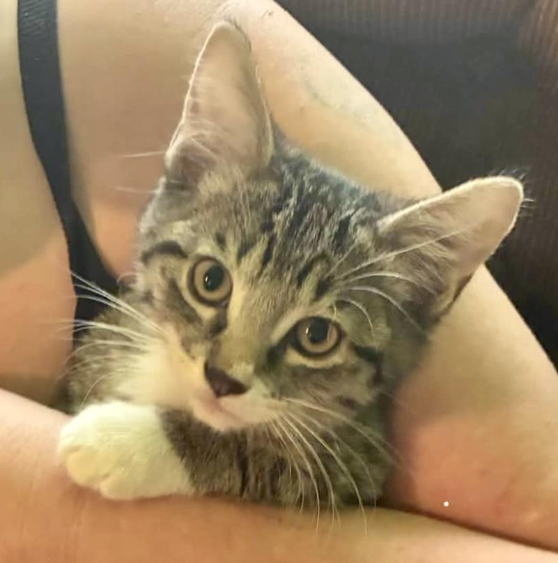 Enlarge Levi, a Adoptable mixed breed in Pocatello, ID image 1/2