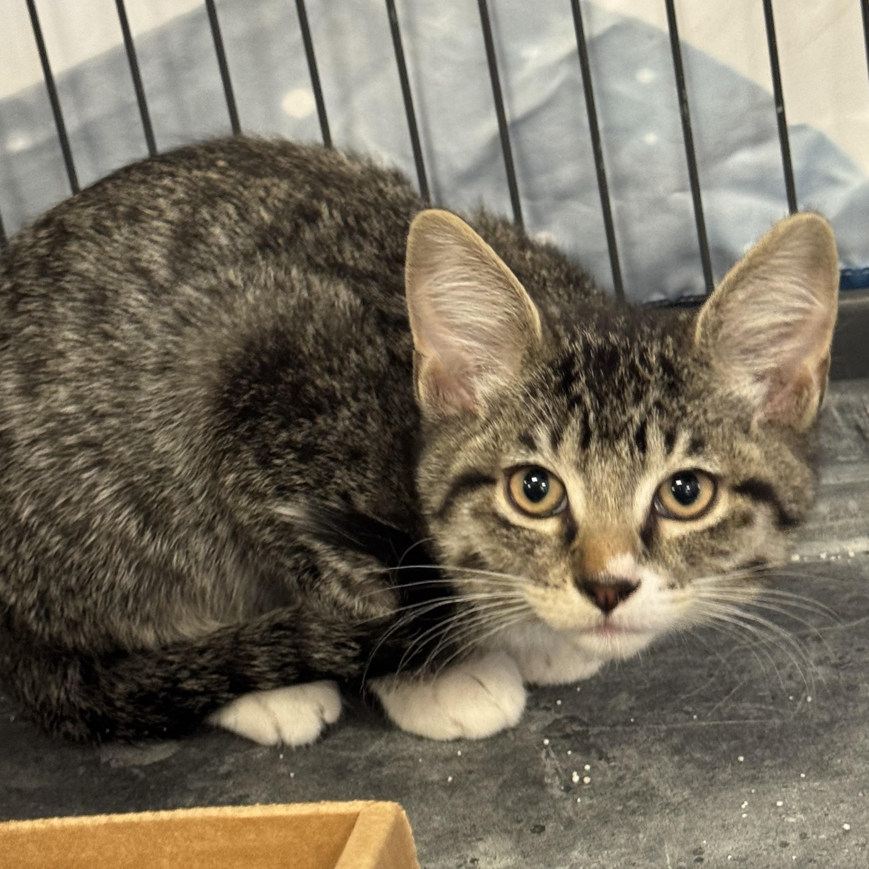 Enlarge Levi, a Adoptable mixed breed in Pocatello, ID image 2/2
