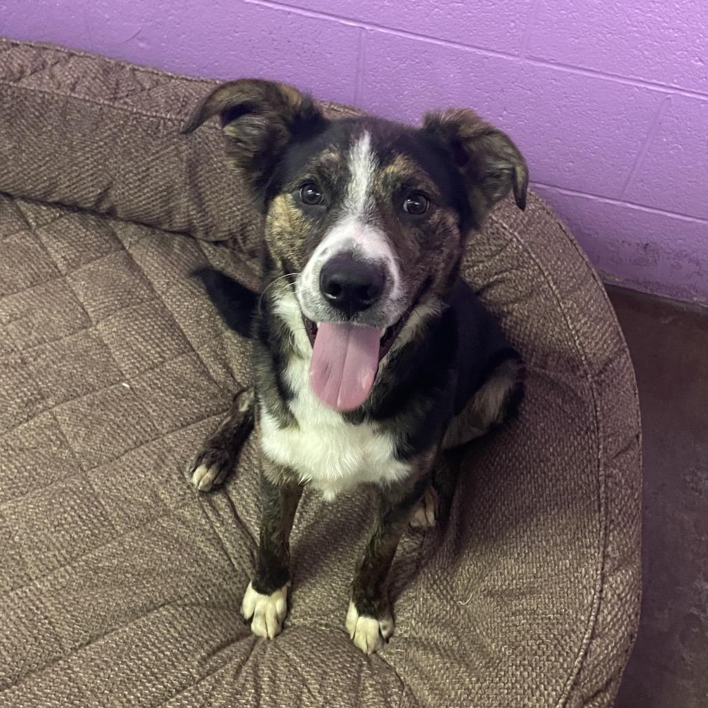 Enlarge Newt, a Adoptable mixed breed in Springfield, MO image 3/6