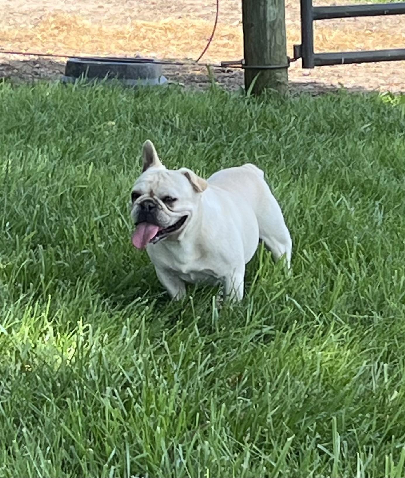 Enlarge ChaCha, a Adoptable French Bulldog in Athens, OH image 2/3