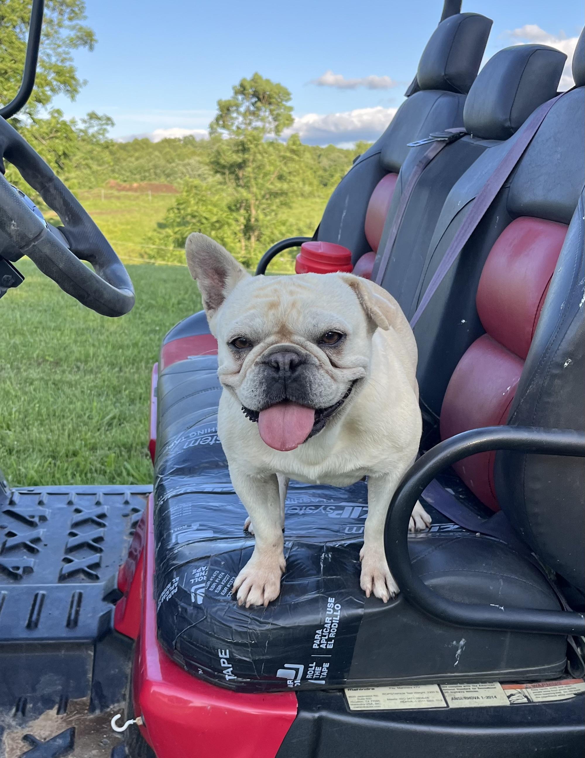 ChaCha, Adoptable, Adult Female French Bulldog.