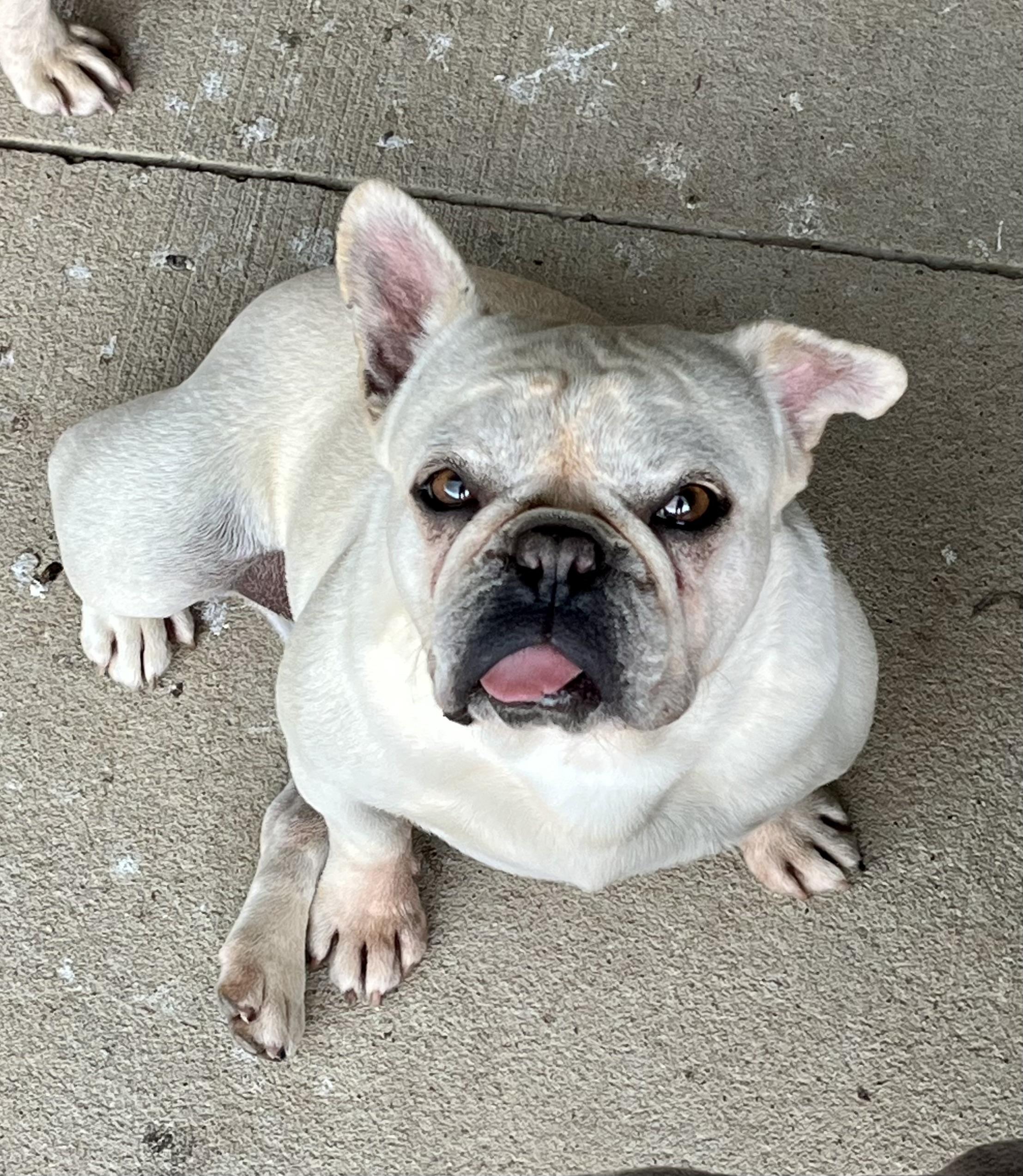 Enlarge ChaCha, a Adoptable French Bulldog in Athens, OH image 3/3