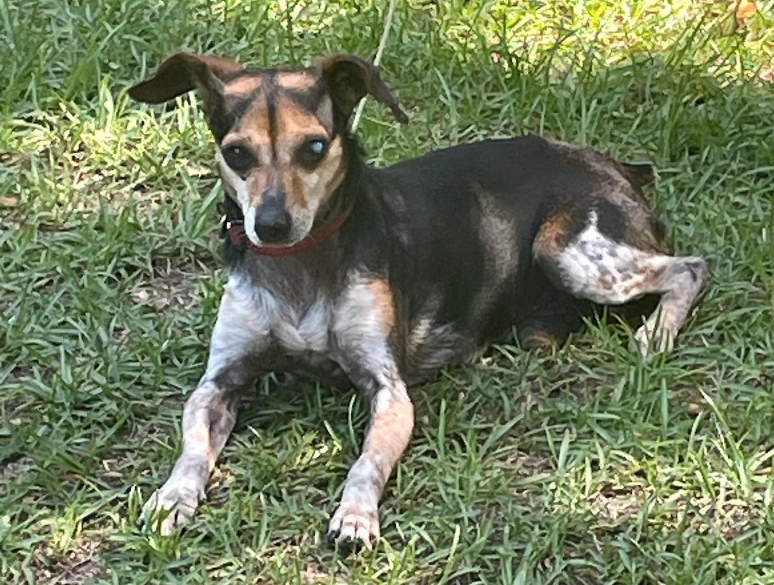 Enlarge Willie, a ADOPTABLE mixed breed in Irmo, SC image 1/3