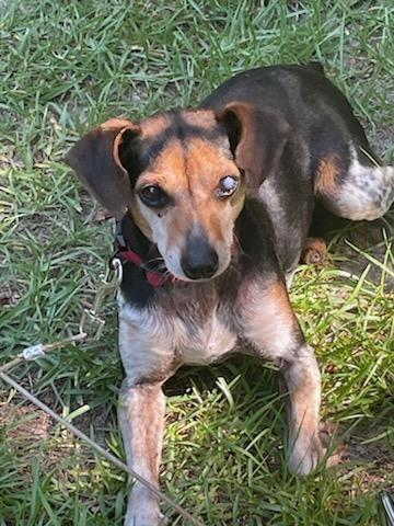 Enlarge Willie, a ADOPTABLE mixed breed in Irmo, SC image 2/3