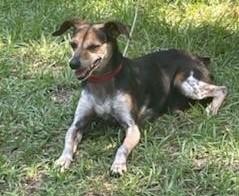 Enlarge Willie, a ADOPTABLE mixed breed in Irmo, SC image 3/3