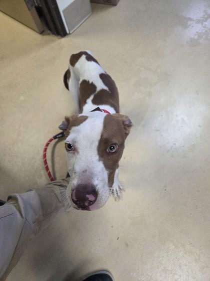 Stanley, Adoptable, Young Male Pit Bull Terrier & Mixed Breed.