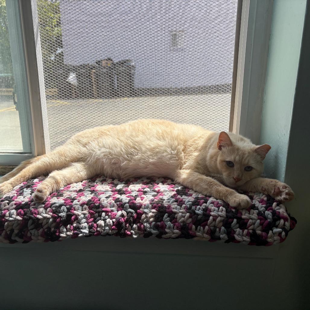 Enlarge Cedar, a Adoptable Domestic Short Hair in PITTSBURGH, PA image 1/3