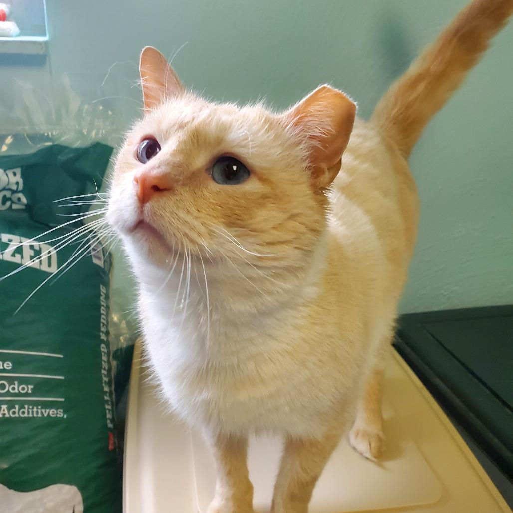 Enlarge Cedar, a Adoptable Domestic Short Hair in PITTSBURGH, PA image 2/3