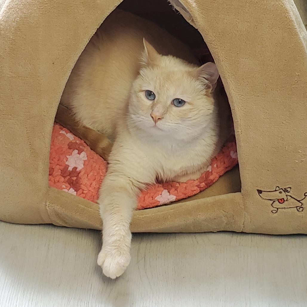 Enlarge Cedar, a Adoptable Domestic Short Hair in PITTSBURGH, PA image 3/3