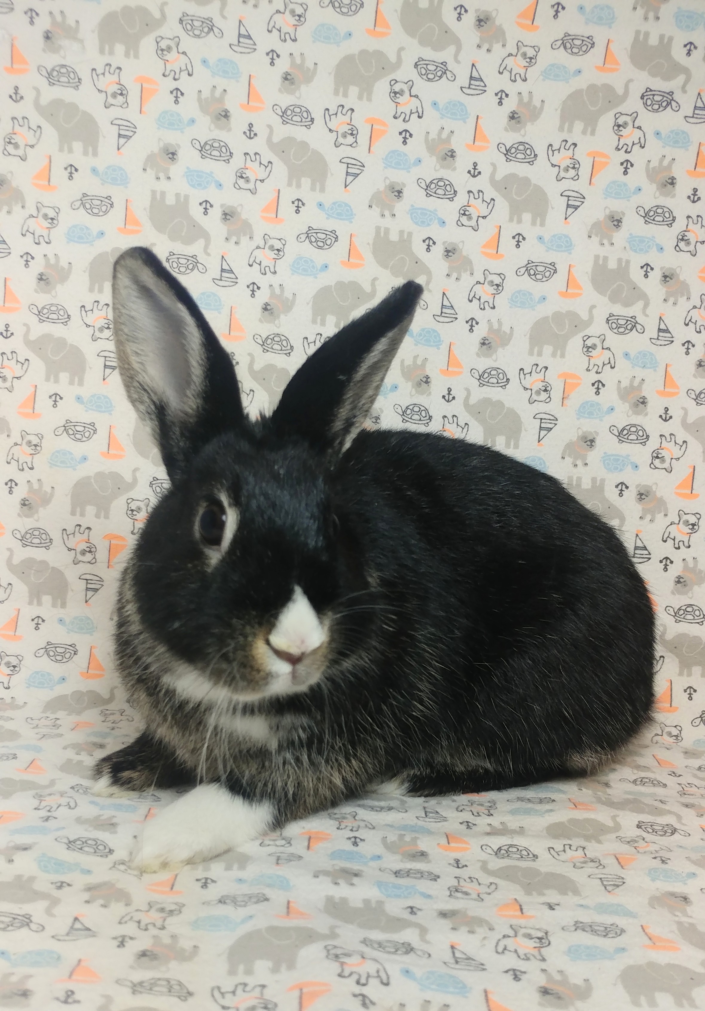 Enlarge Harlow, a Adoptable mixed breed in Lake Elsinore, CA image 2/6