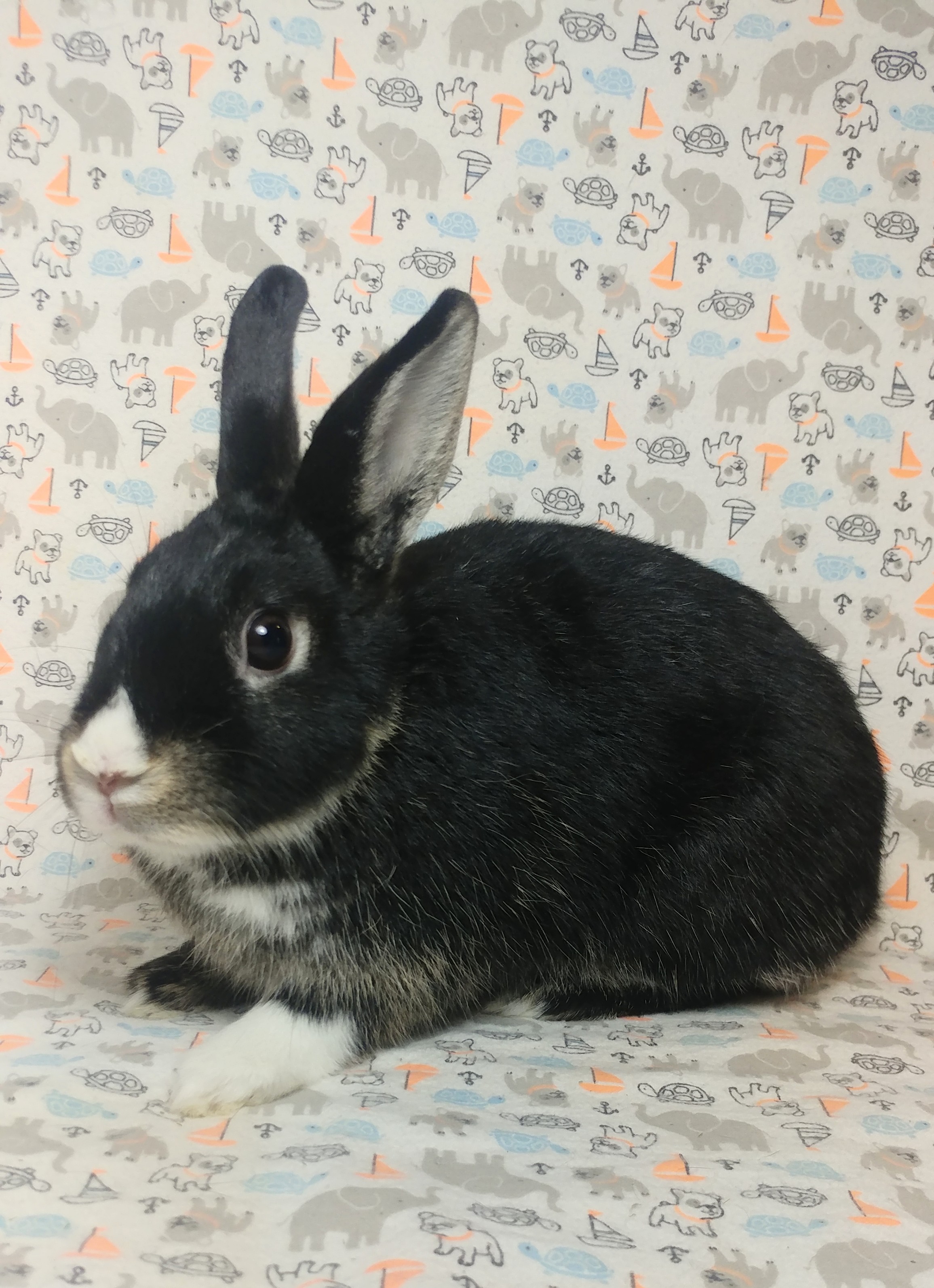 Enlarge Harlow, a Adoptable mixed breed in Lake Elsinore, CA image 3/6