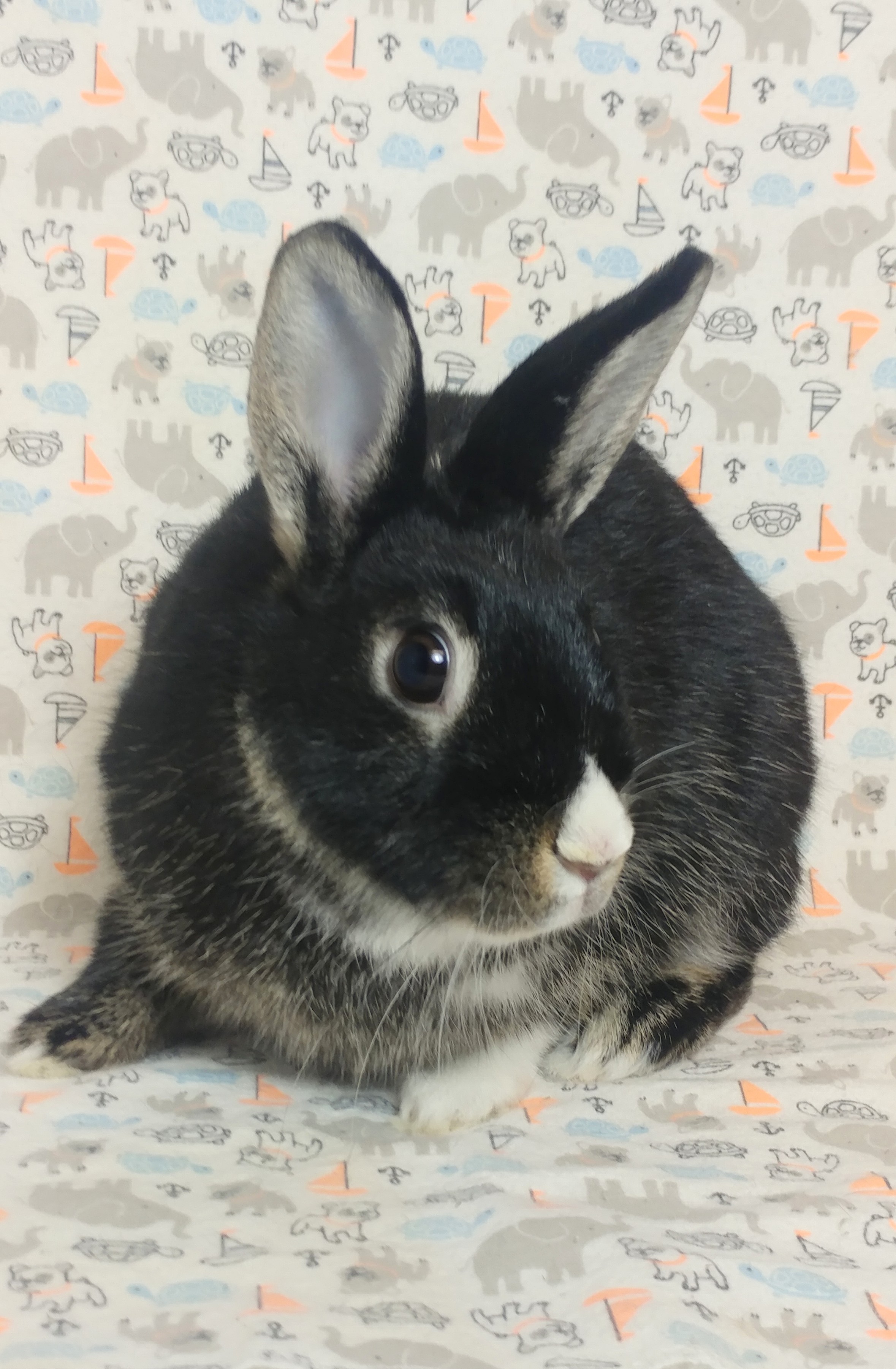 Harlow, Adoptable, Adult Female Dutch.