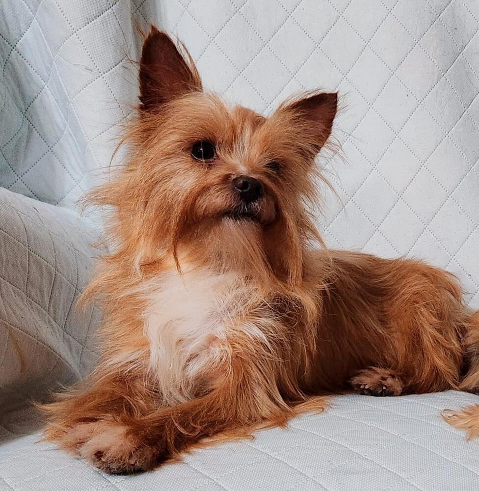 Enlarge Ria, a Adoptable Yorkshire Terrier in Milton, GA image 1/2