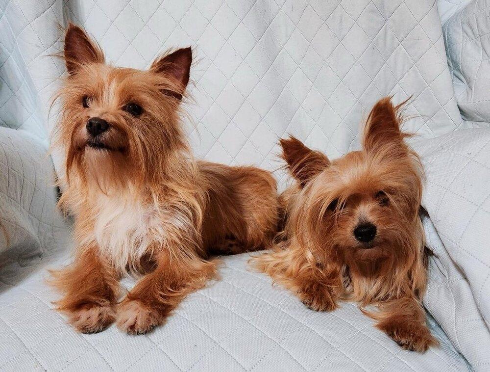 Enlarge Ria, a Adoptable Yorkshire Terrier in Milton, GA image 2/2