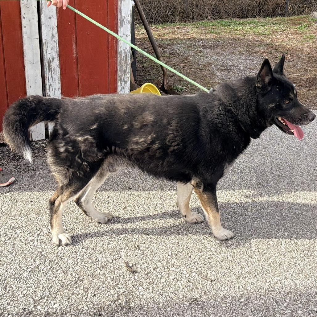 Koda, Adoptable, Adult Male German Shepherd Dog & Husky.