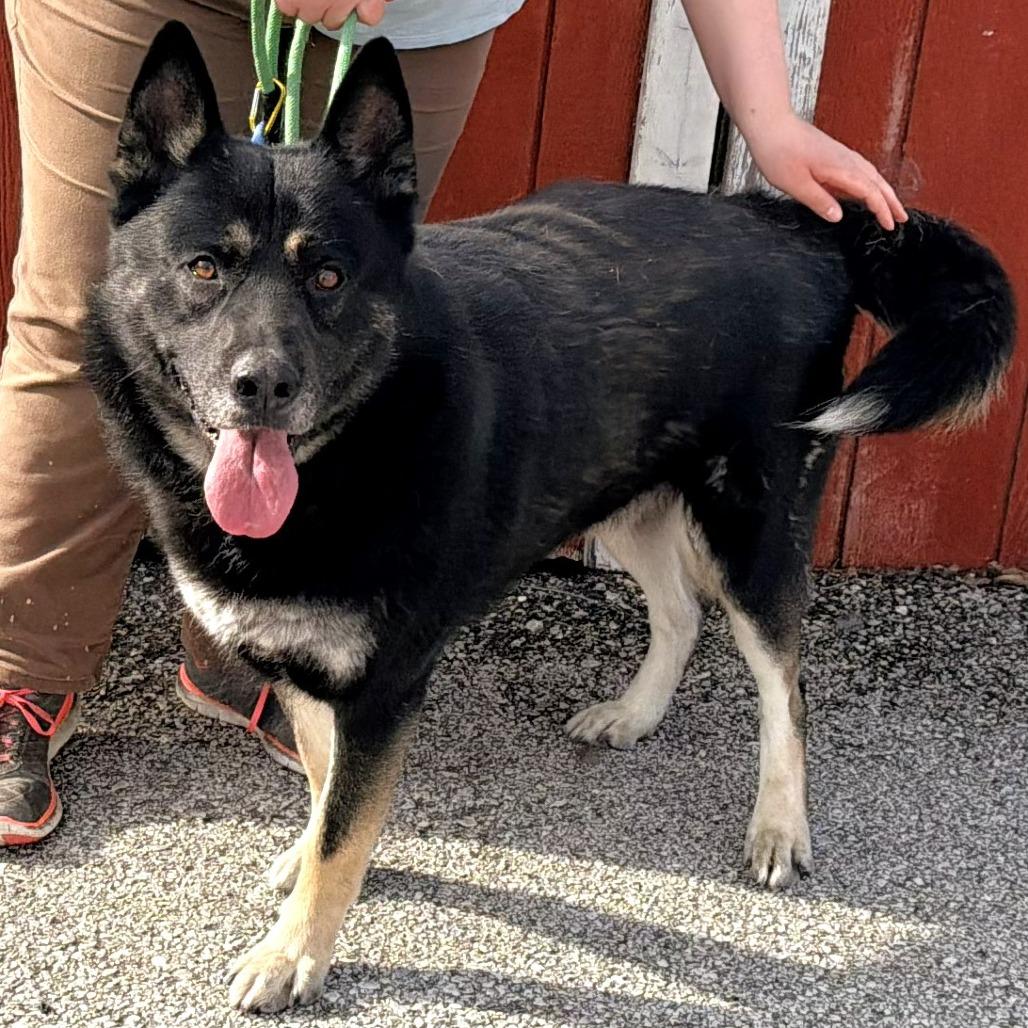 Koda, a Adoptable mixed breed in Warrensburg, MO image 2/5