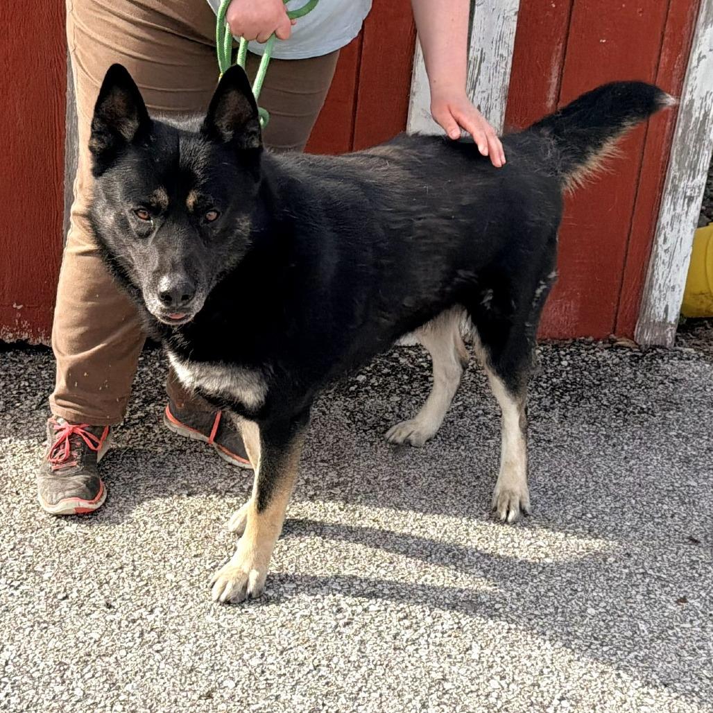 Koda, a Adoptable mixed breed in Warrensburg, MO image 3/5