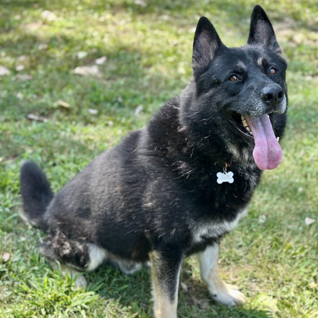 Enlarge Koda, a Adoptable mixed breed in Warrensburg, MO image 2/4