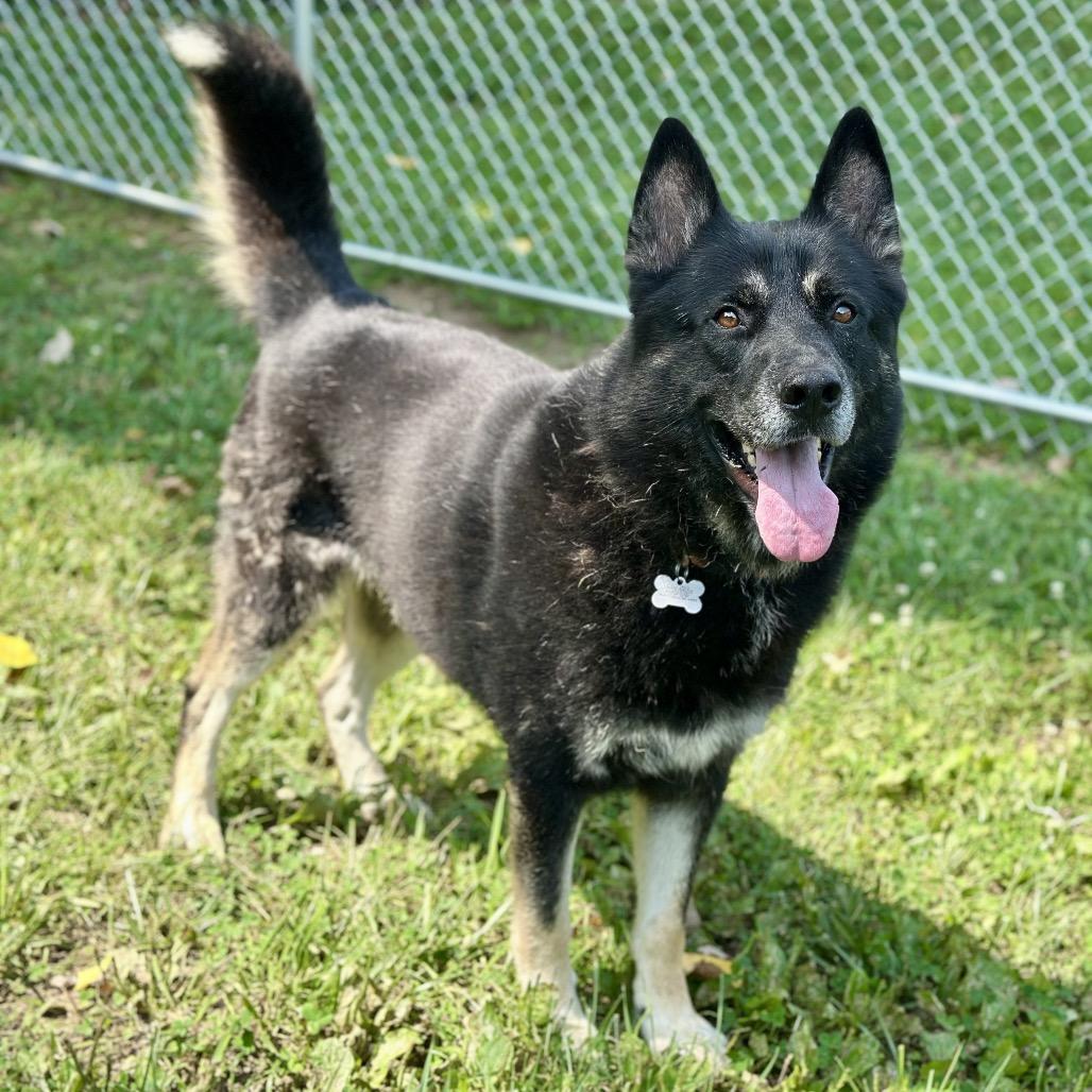 Enlarge Koda, a Adoptable mixed breed in Warrensburg, MO image 3/4