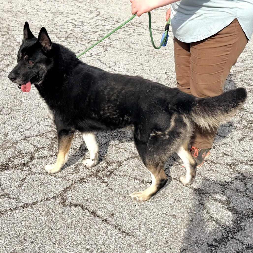 Koda, a Adoptable mixed breed in Warrensburg, MO image 4/5