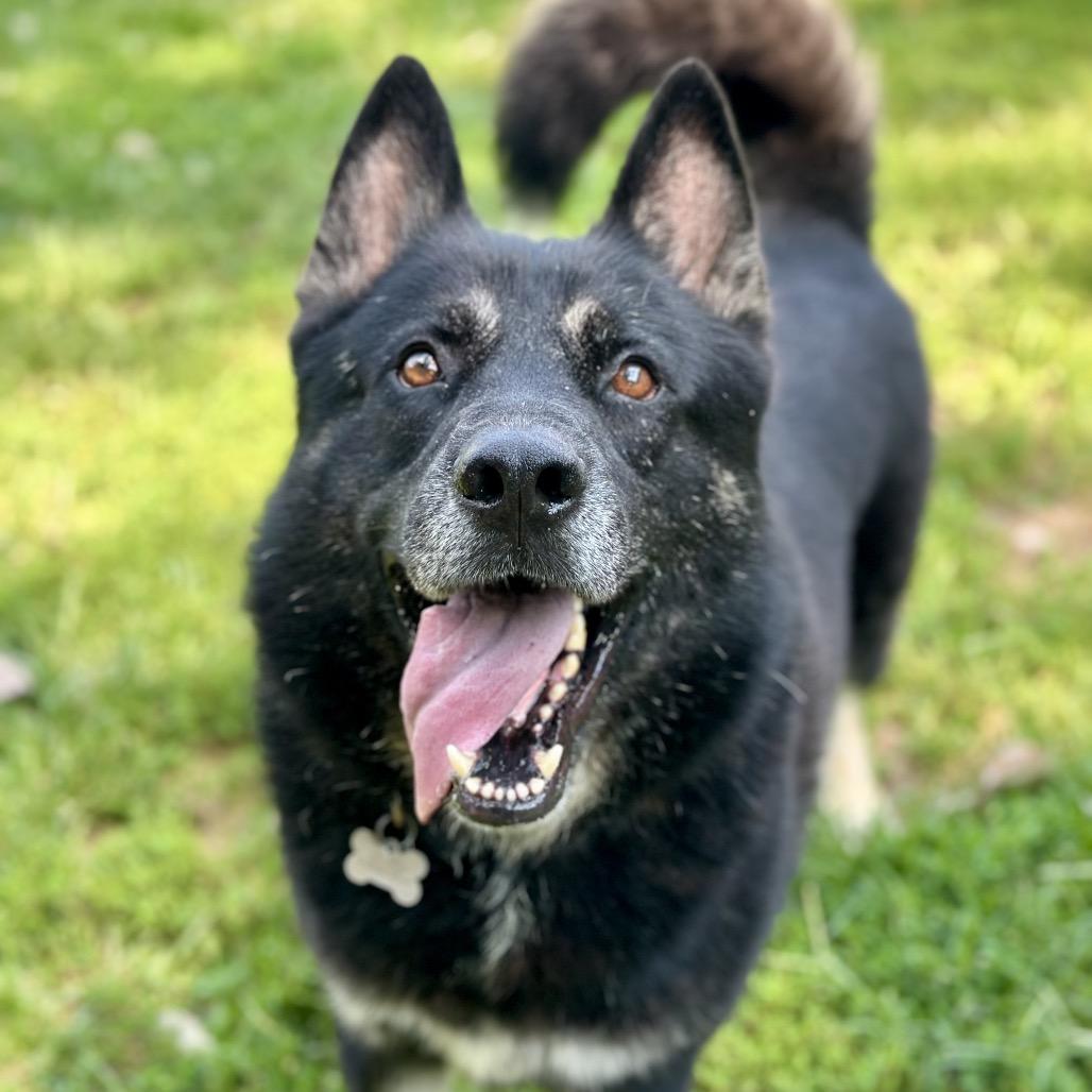 Enlarge Koda, a Adoptable mixed breed in Warrensburg, MO image 4/4