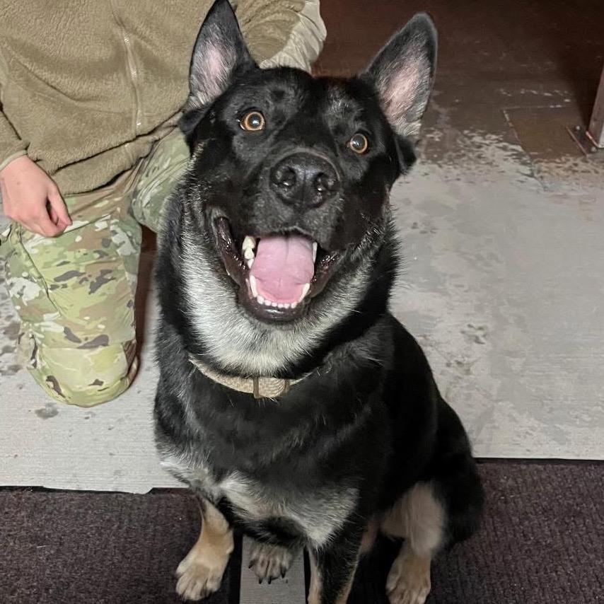 Koda, a Adoptable mixed breed in Warrensburg, MO image 5/5
