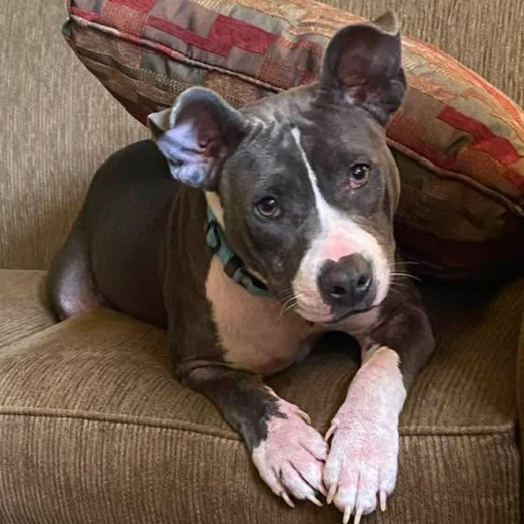 Lena, Adoptable, Adult Female Terrier & Mixed Breed.