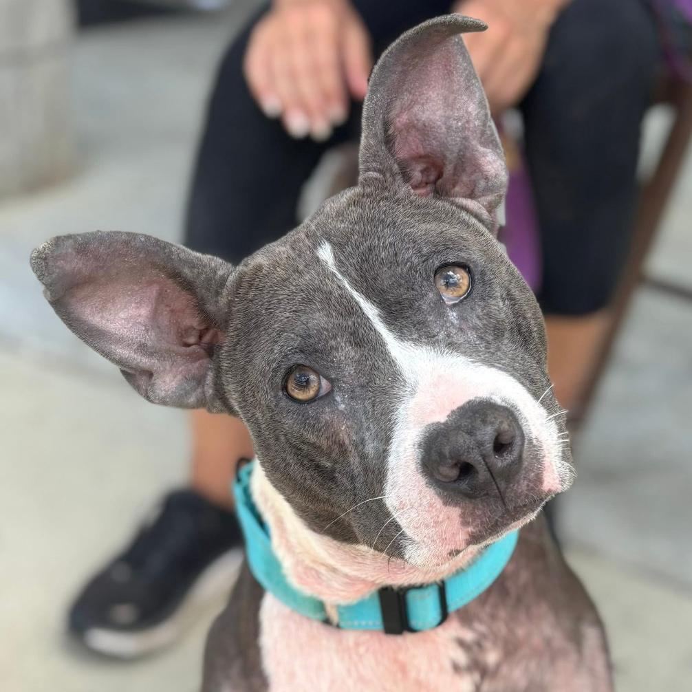 Enlarge Lena, a Adoptable mixed breed in Marshall, TX image 2/2