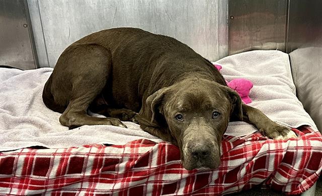 BLUE, Adoptable, Adult Male Pit Bull Terrier.