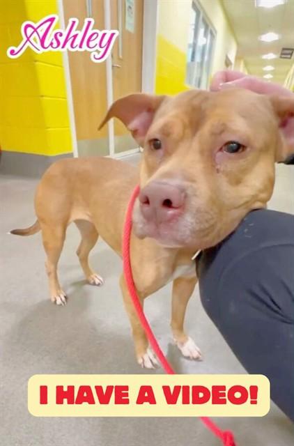 ASHLEY, Adoptable, Young Female Terrier.