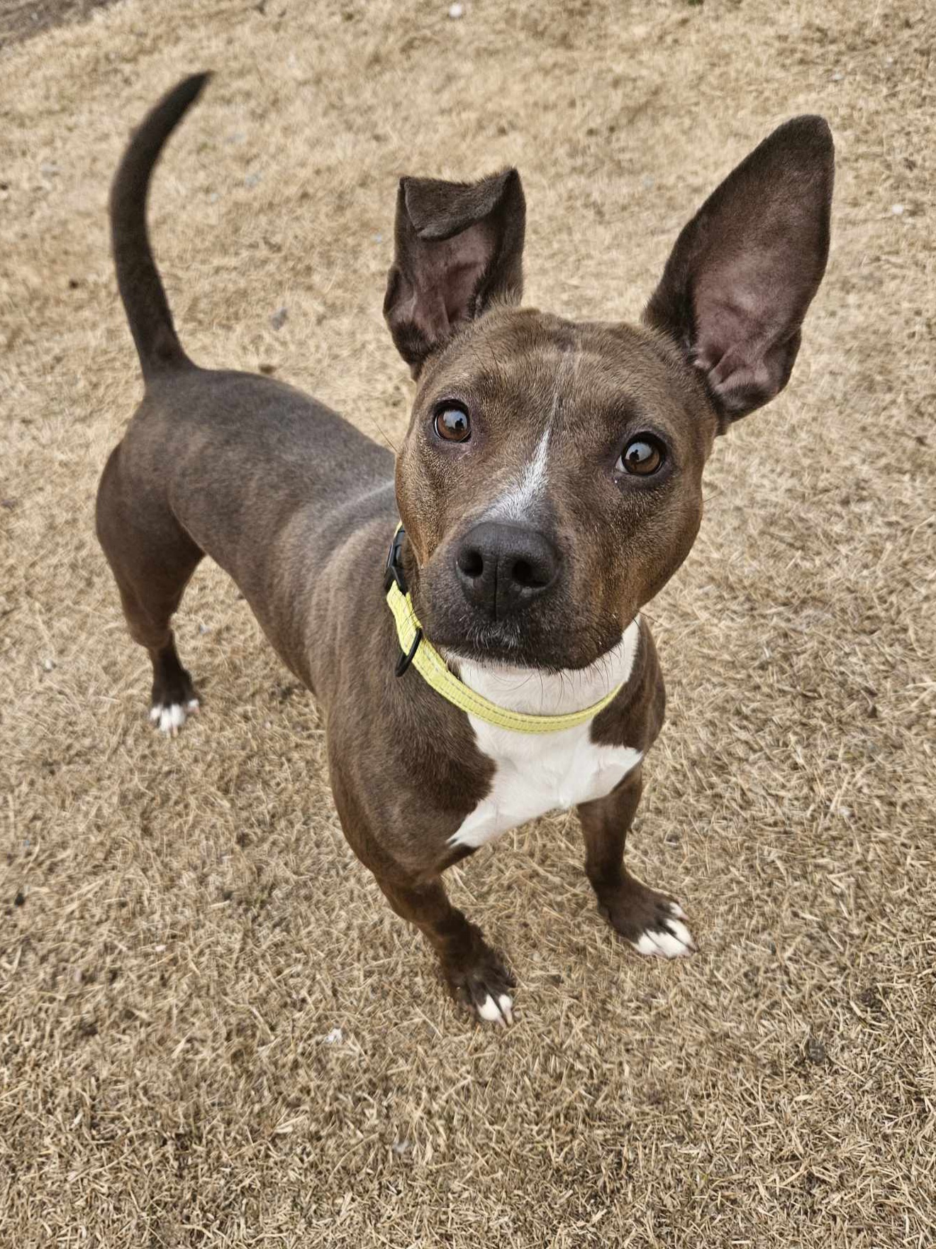 Enlarge SMUDGE, a Adoptable mixed breed in TULSA, OK image 8/12