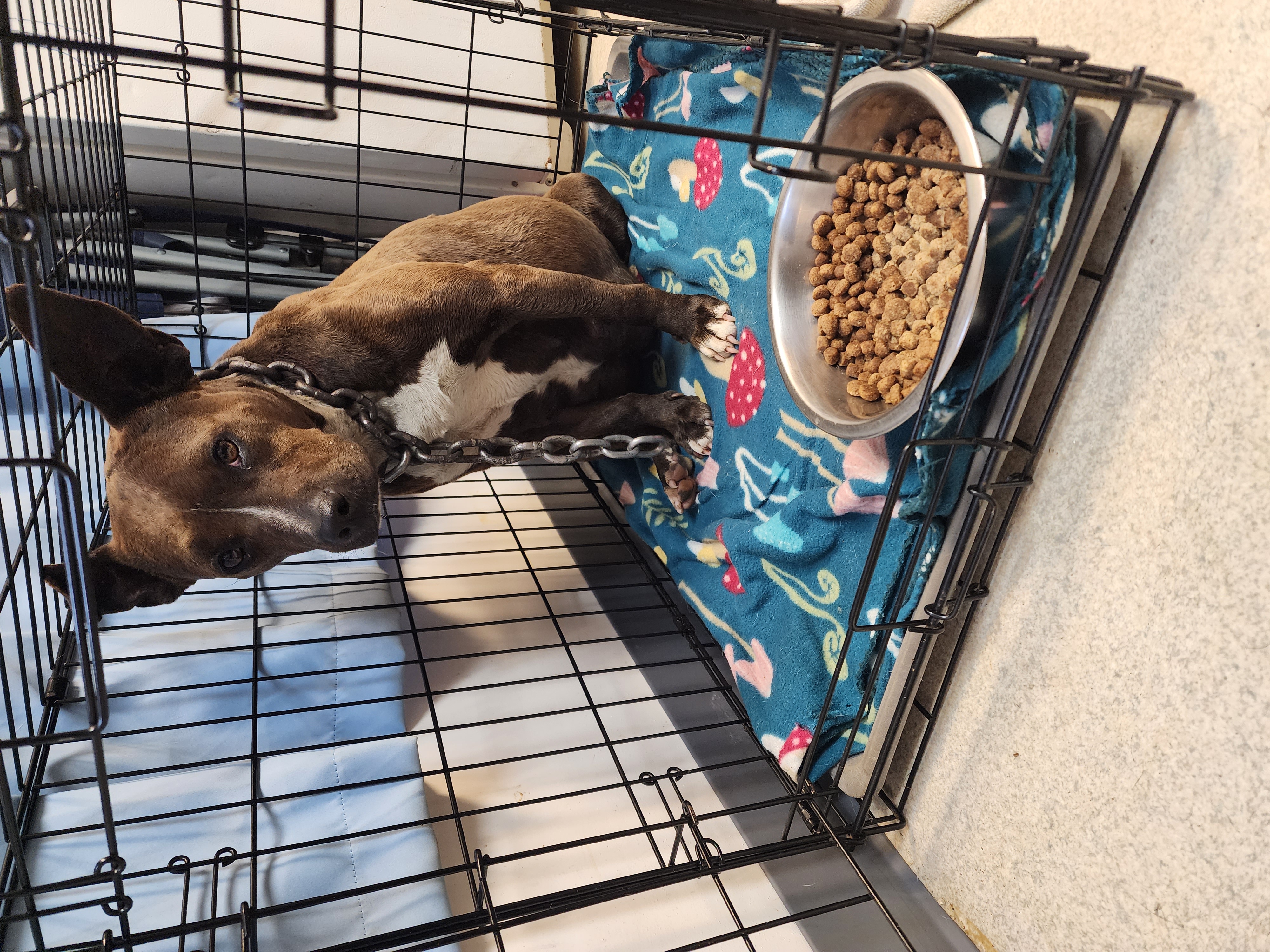 Enlarge SMUDGE, a Adoptable mixed breed in TULSA, OK image 12/12