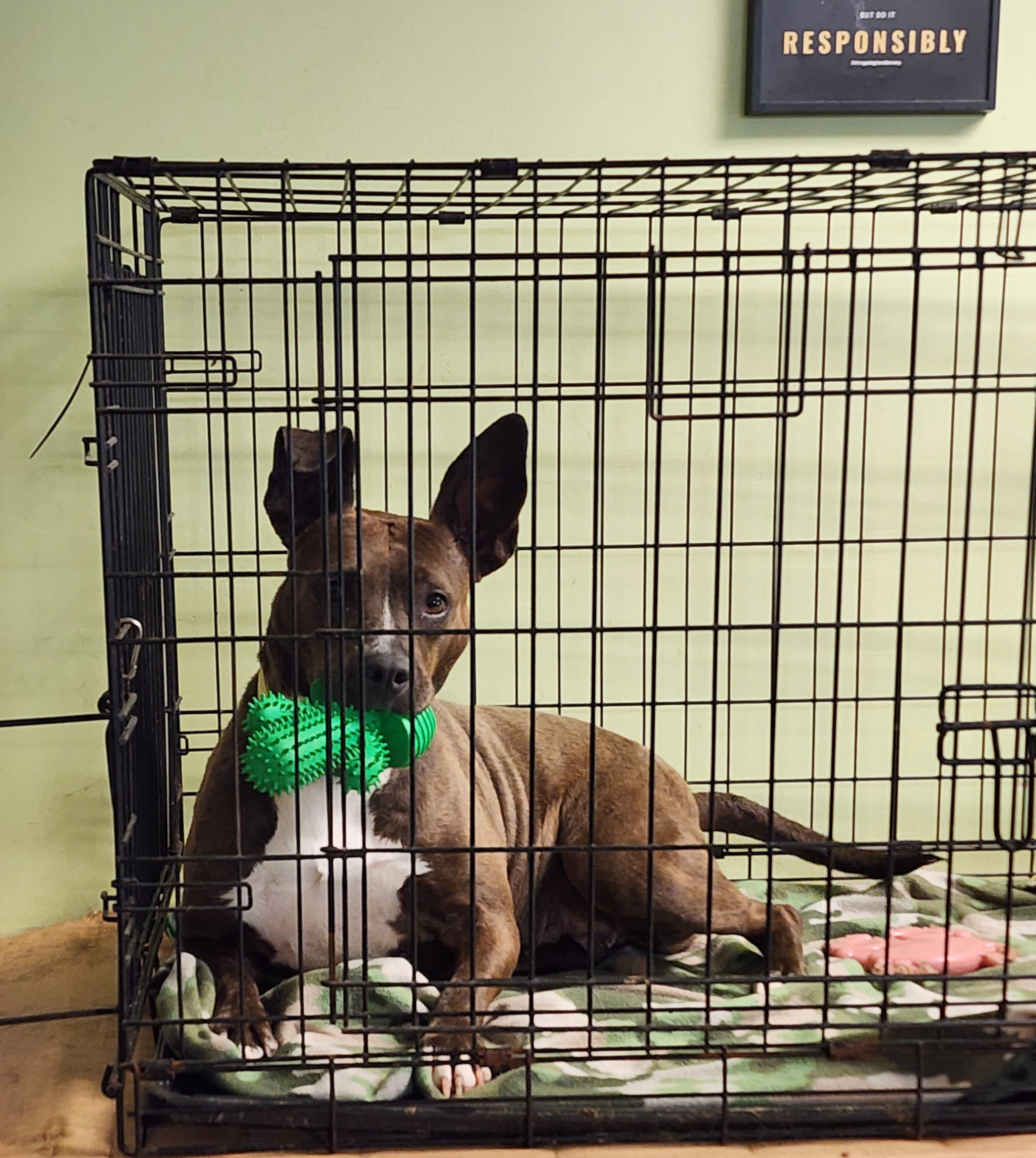 Enlarge SMUDGE, a Adoptable mixed breed in TULSA, OK image 9/12