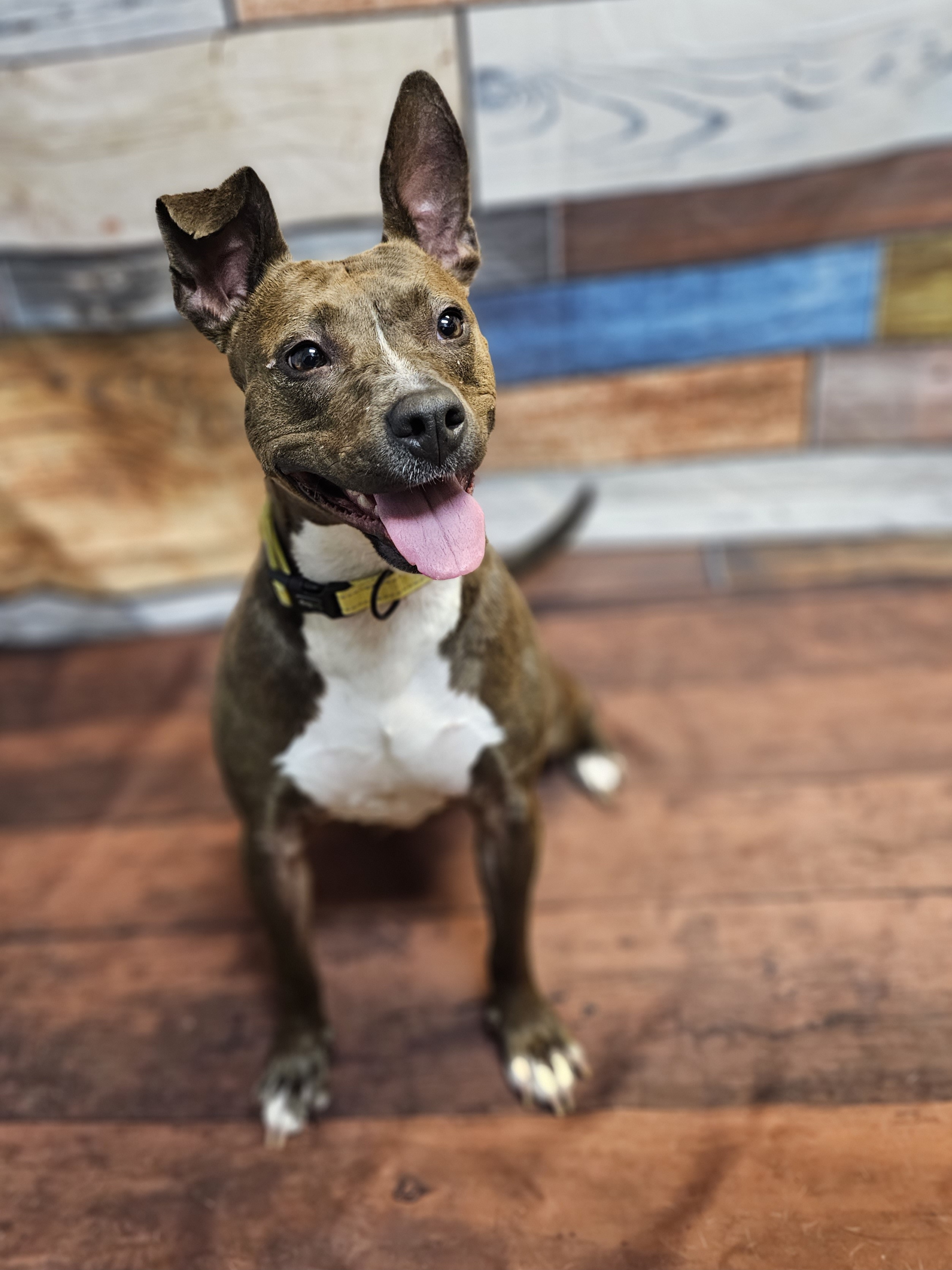 SMUDGE, Adoptable, Adult Female Pit Bull Terrier & Chihuahua.