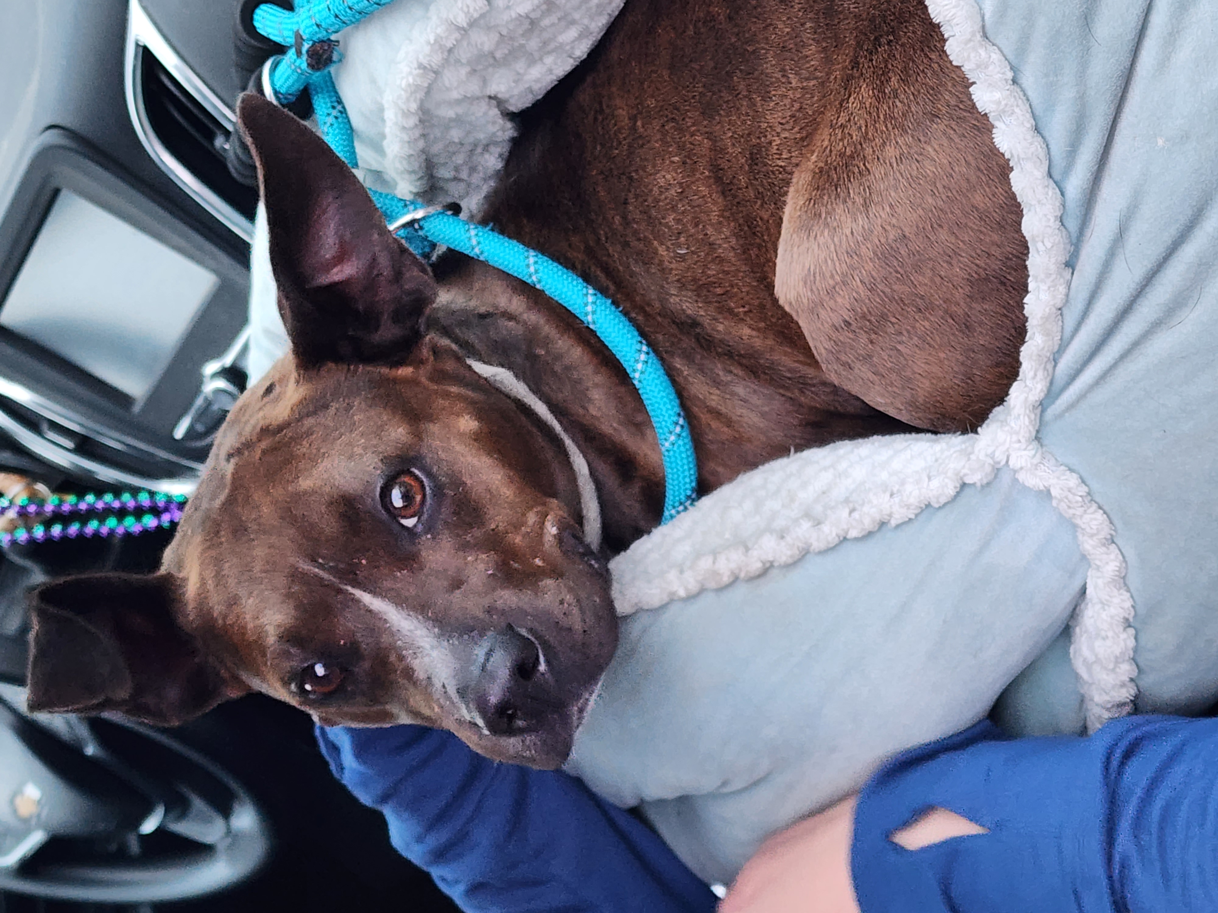 Enlarge SMUDGE, a Adoptable mixed breed in TULSA, OK image 11/12