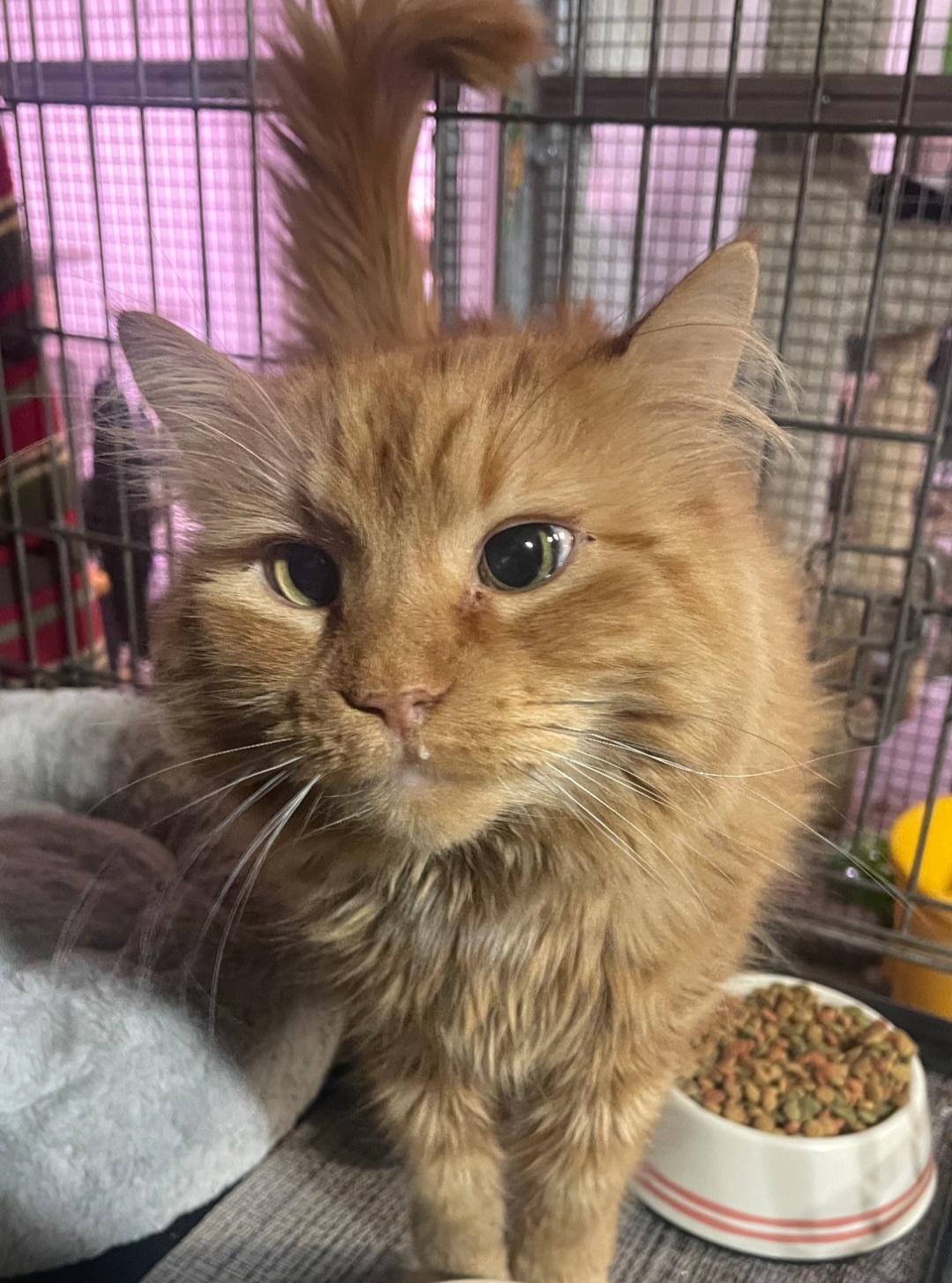 Rory, Adult Male Domestic Long Hair