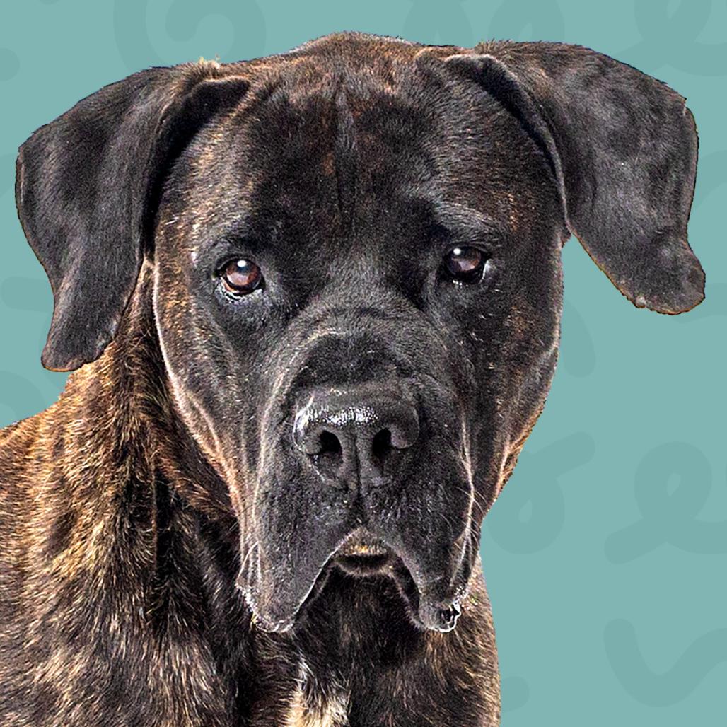 Enlarge Frankie, a Adoptable Presa Canario in Reno, NV image 1/4