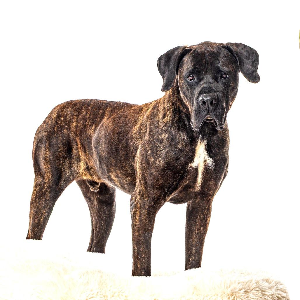 Enlarge Frankie, a Adoptable Presa Canario in Reno, NV image 2/4