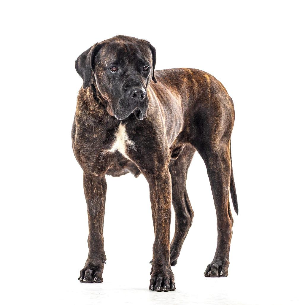Enlarge Frankie, a Adoptable Presa Canario in Reno, NV image 3/4